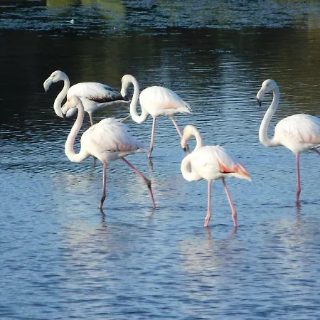 Apartman La Marina With Pool *