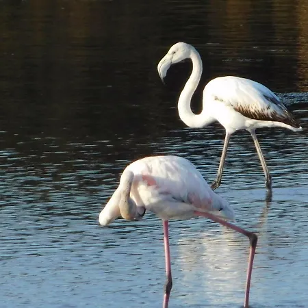 La Marina With Pool Apartamento