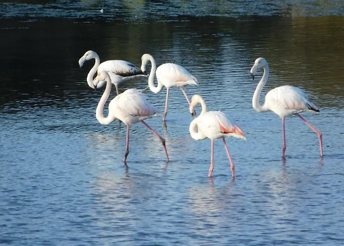 Appartamento La Marina With Pool *