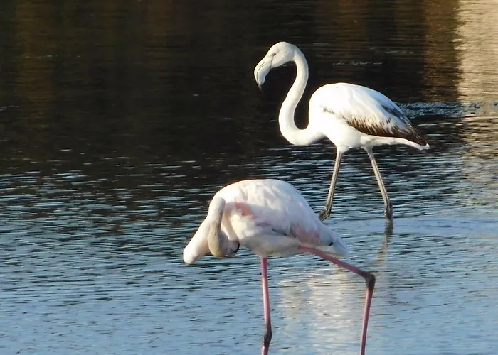La Marina With Pool Appartamento